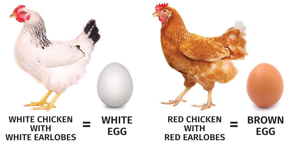 Brown Eggs vs White Eggs Color
