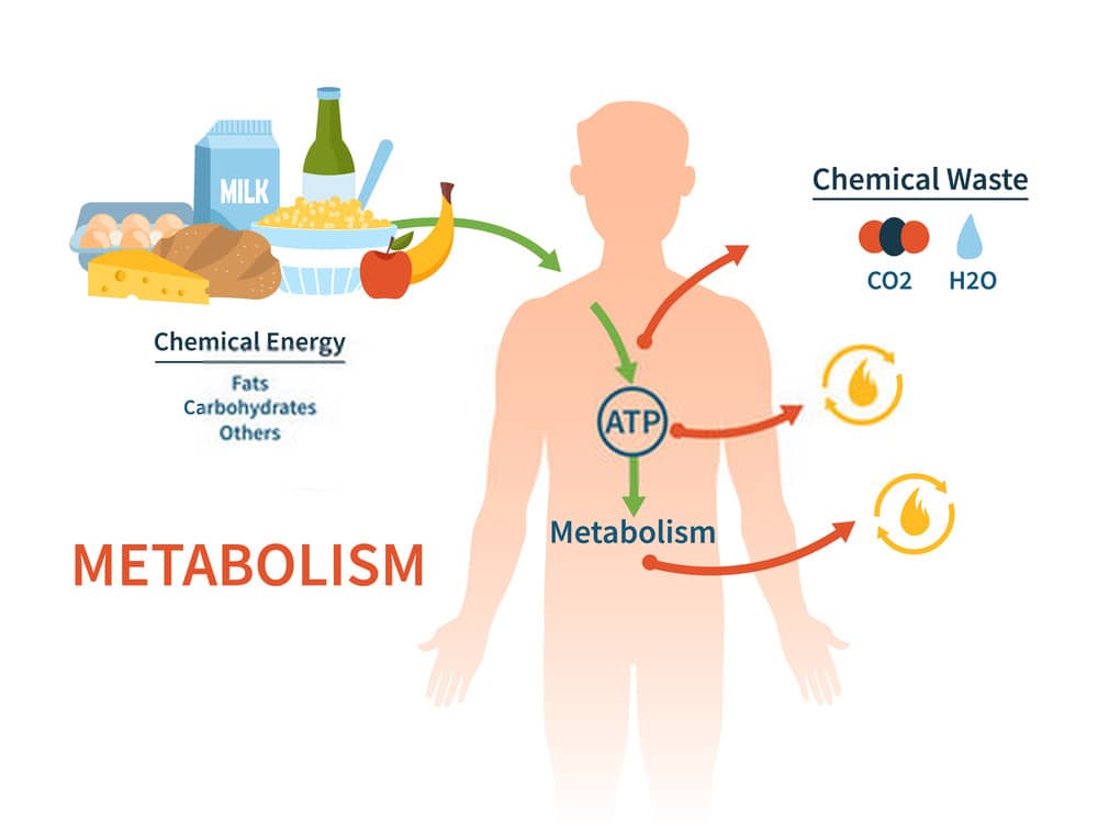 Metabolism for weight loss